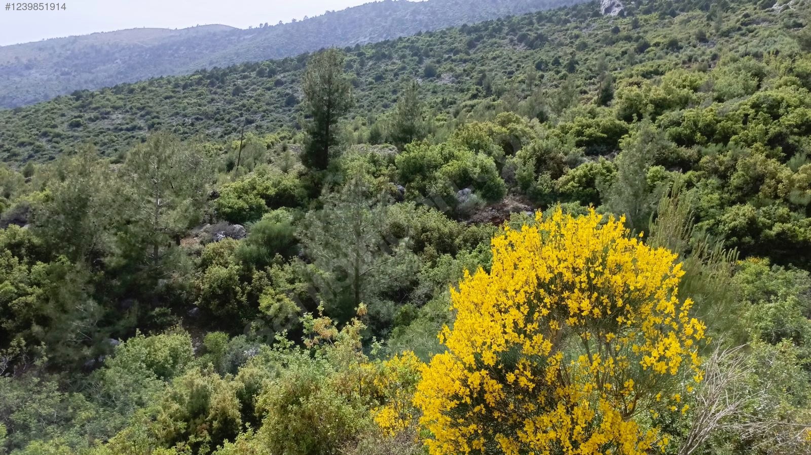   Mersin / Aydıncık / Duruhan Mh. 1.834M² TARLA SATILIKTIR.   - MERSİN AYDINCIK fotoğraf 4