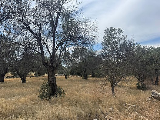   MERSİN MUT YAPINTI KÖYÜ 905M² HİSSESİZ ZEYTİN BAHÇEMİZ SATILIKTIR.  - MERSİN MUT fotoğraf 4