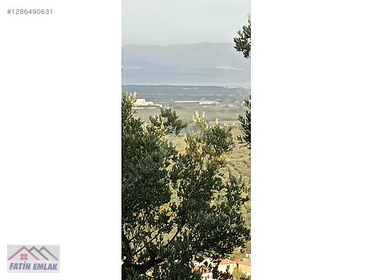 Fatih'ten Karsak ta 1245m2 yolu olan göl manzaralı zeytinlik - BURSA ORHANGAZİ fotoğraf 8