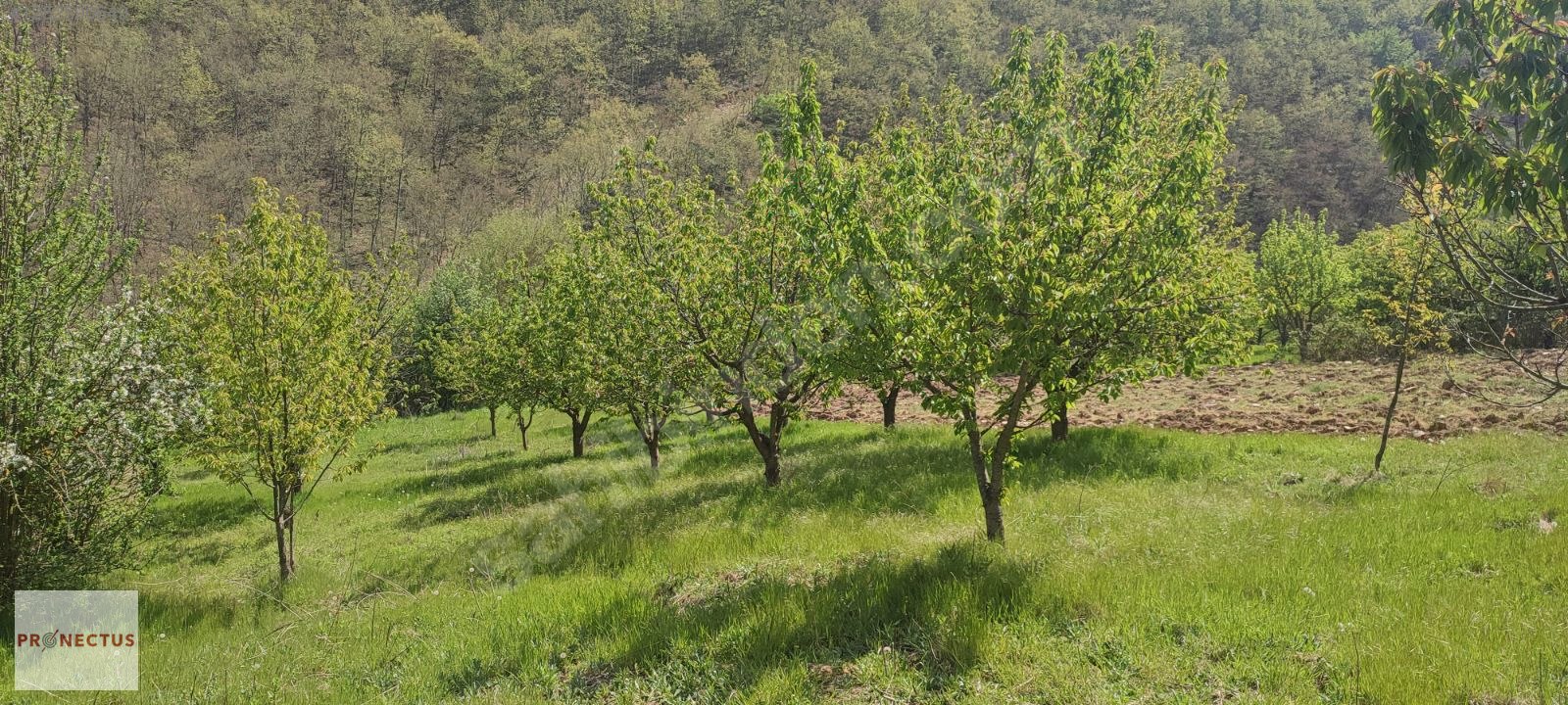 YÖRÜKLER MAHALLESİNDE RESMİ YOLA CEPHE 1186 M2 KİRAZ BAHÇESİ - BURSA İZNİK fotoğraf 9