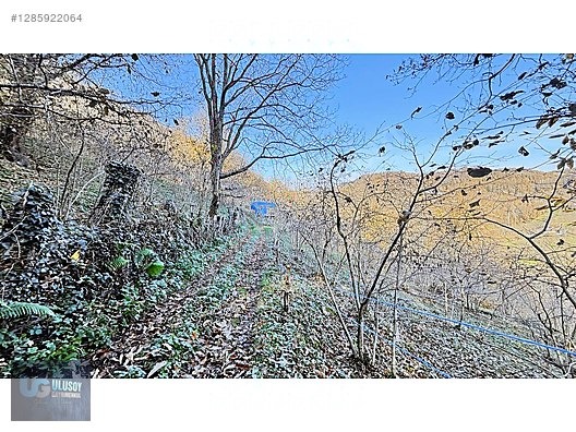 4,5 DÖNÜM FINDIK TARLASI - BARTIN MERKEZ fotoğraf 18