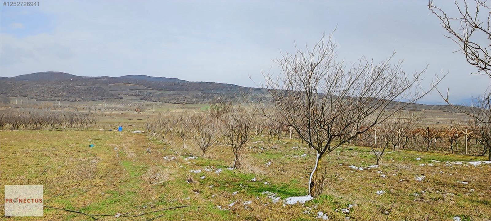 İZNİK MAHMUDİYE'DE RESMİ YOLA CEPHE SATILIK 1147M2 ERİK BAHÇESİ - BURSA İZNİK fotoğraf 6