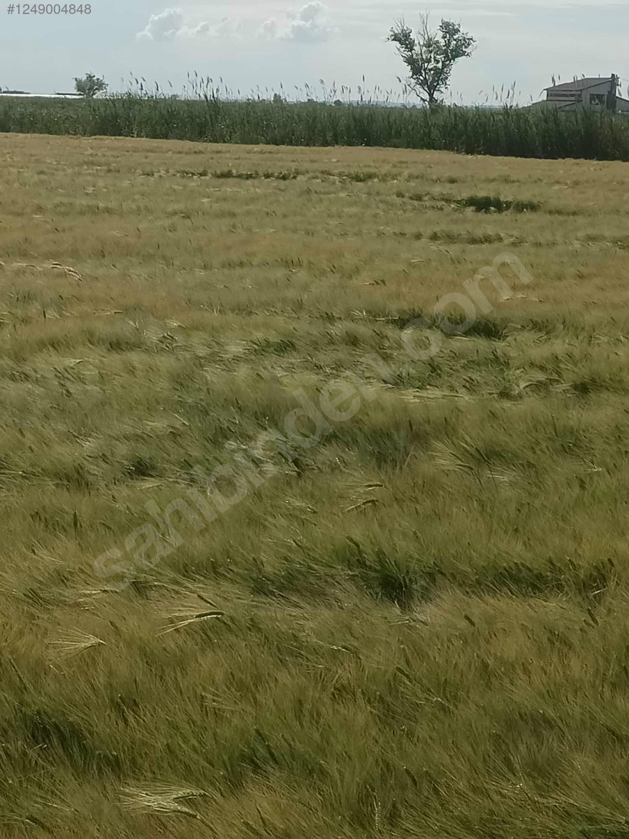 BURSA KARACABEY BAKIRKÖY KÖYÜNDE 2.548 M² TARLA SATILIKTIR - BURSA KARACABEY fotoğraf 7