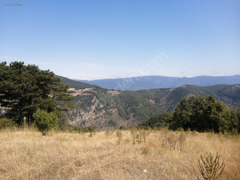 TAŞKESTİ EMLAKTAN ÇAĞŞAK KÖYÜNDE 10573 M2 YATIRIMLIK TARLA - BOLU MUDURNU fotoğraf 5