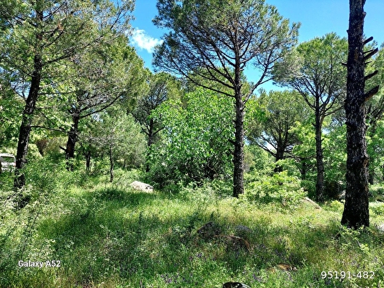 BERGAMA KOZAK YAYLASI KIRANLI MAH DE 1580 M2 BAĞ - İZMİR BERGAMA fotoğraf 3