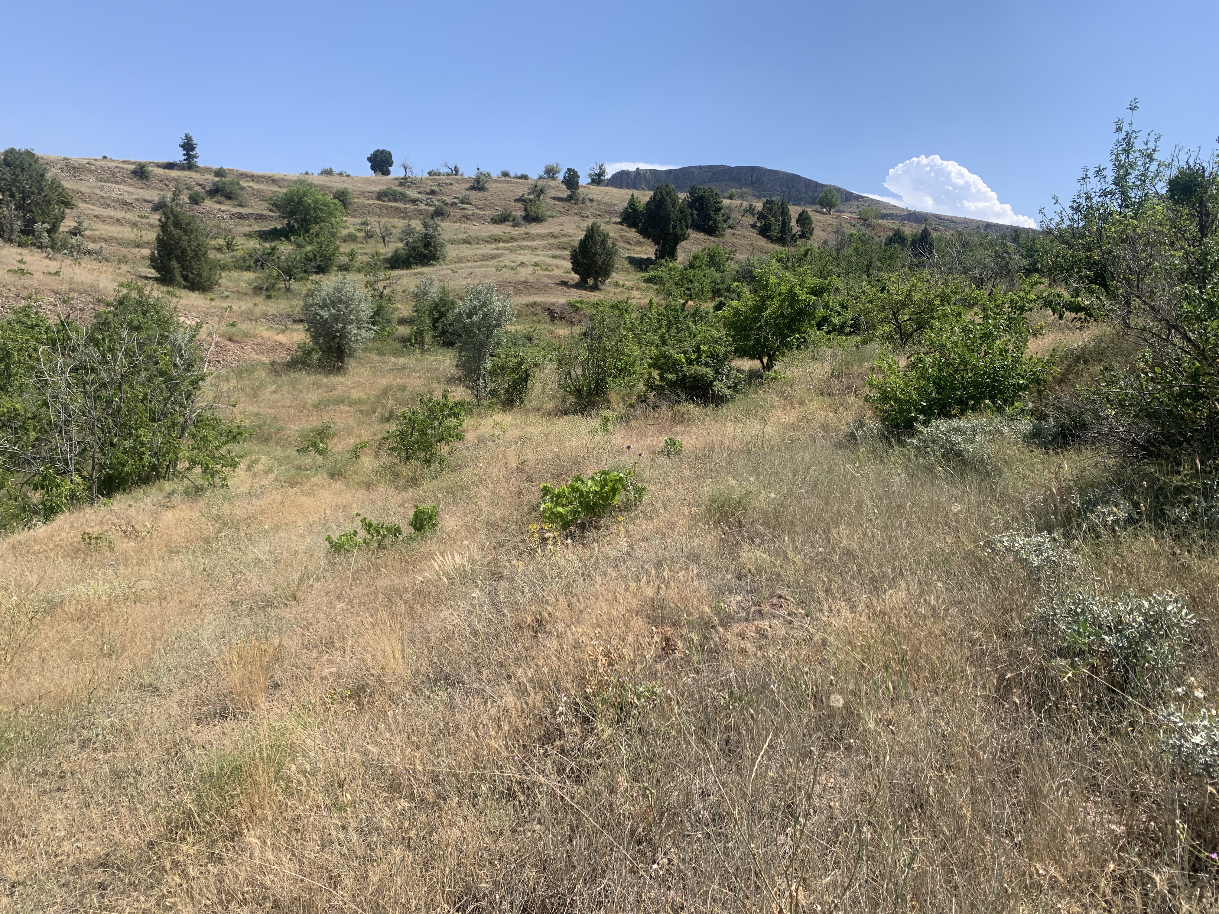 KONYA BOZKIR HACILAR KÖYÜNDE 236 M2 BAĞ SATILIKTIR. - KONYA BOZKIR fotoğraf 16