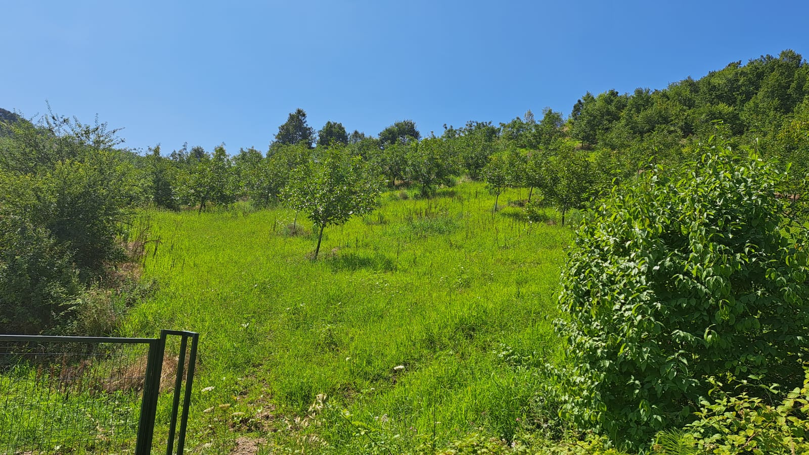 8400 M2 12 YAŞINDA CEVİZ BAHÇESİ - YALOVA ALTINOVA fotoğraf 27
