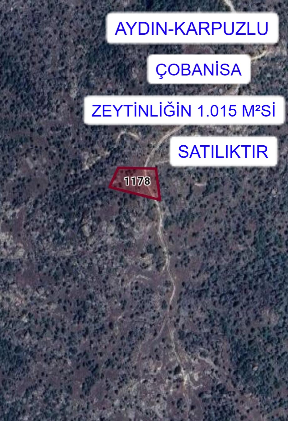 AYDIN KARPUZLU ÇOBANİSA MAH. ZETİNLİĞİN 1.015M² Sİ  SATILIK - AYDIN KARPUZLU fotoğraf 2