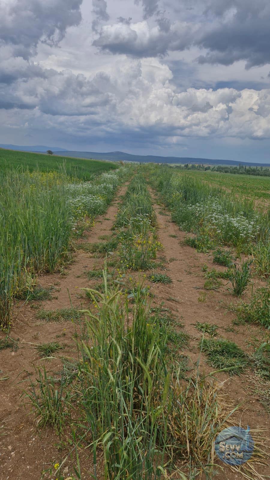 KÜTAHYA ÇAVDARHİSAR ZOBU  KÖYÜNDE  1.622  M²   TARLA  SATILIKTIR - KÜTAHYA ÇAVDARHİSAR fotoğraf 8