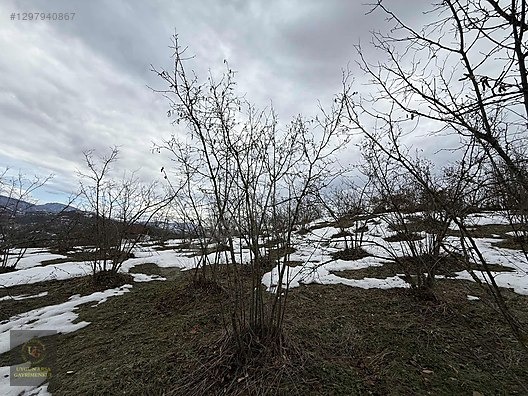 DÜZCE YIĞILCA HACILAR 'DA 2.744 M2 BAĞ EVİ OLAN FINDIK BAHÇESİ - DÜZCE YIĞILCA fotoğraf 15
