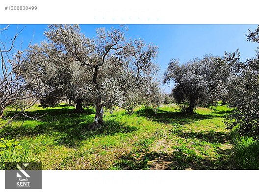 Kemalpaşa Ören Satılık Zeytinlik 1.230 m2 - İZMİR KEMALPAŞA fotoğraf 18
