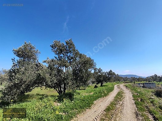 HAVRAN MESCİT MAHALLESİ OTOYOLA YAKIN 10 DÖNÜM SATIILIK ZEYTİNLİ - BALIKESİR HAVRAN fotoğraf 11