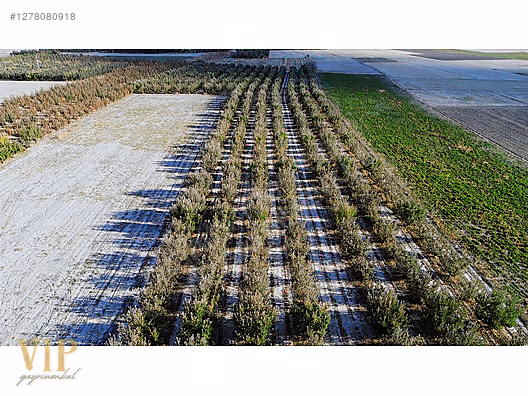 VİP GAYRİMENKUL'den BAYRALAR MAH. 29.648 m² ELMA-ARMUT BAHÇESİ - ANTALYA ELMALI fotoğraf 5