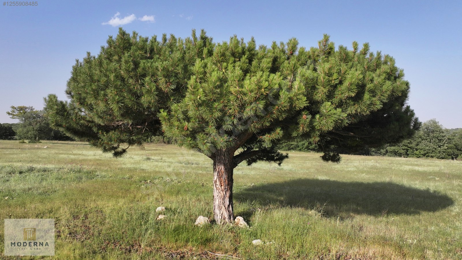 ESKİŞEHİR 20650 M2 TEK TAPU ORMANA CEPHE HALI GİBİ EMSALSİZ ARSA - ESKİŞEHİR HAN fotoğraf 17
