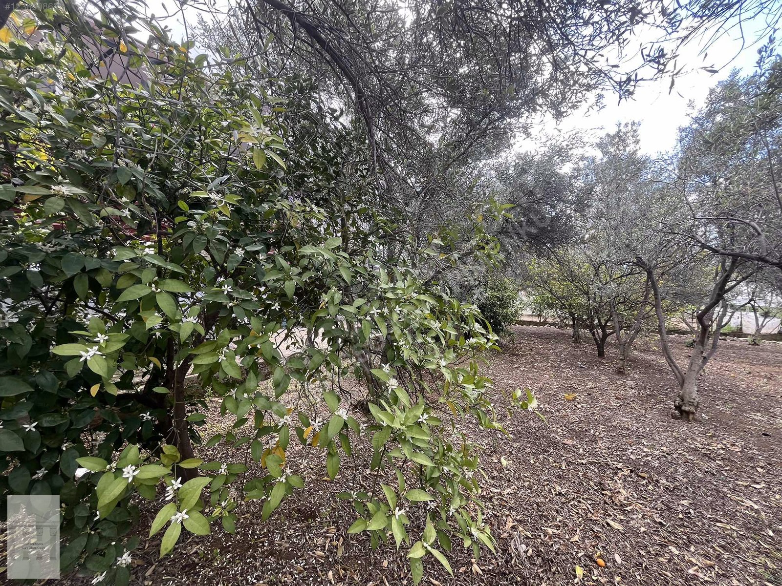 ELDİREK MAHALLESİ MÜKEMMEL KONUMDA SATILIK 400m2 TARLA - MUĞLA FETHİYE fotoğraf 5