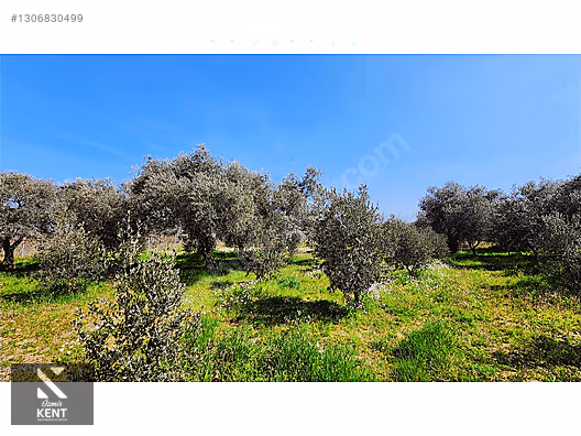 Kemalpaşa Ören Satılık Zeytinlik 1.230 m2 - İZMİR KEMALPAŞA fotoğraf 48