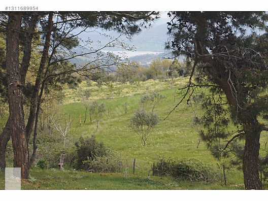ÇANAKKALE BAYRAMİÇ DALOBA KÖYÜ 4781 m2 TARLA - ÇANAKKALE BAYRAMİÇ fotoğraf 47