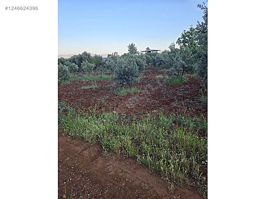 Hatay Hassa Aktepe küreci Mahallesi'nde satılık arsa bağ tek kapı - HATAY HASSA fotoğraf 6