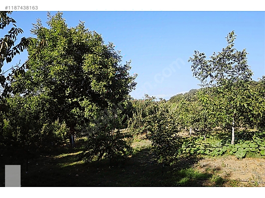 ÇANAKKALE BAYRAMİÇ BEŞİK KÖYÜ 6.900 m2 MEYVA BAHÇESİ 96 m2 EV - ÇANAKKALE BAYRAMİÇ fotoğraf 20