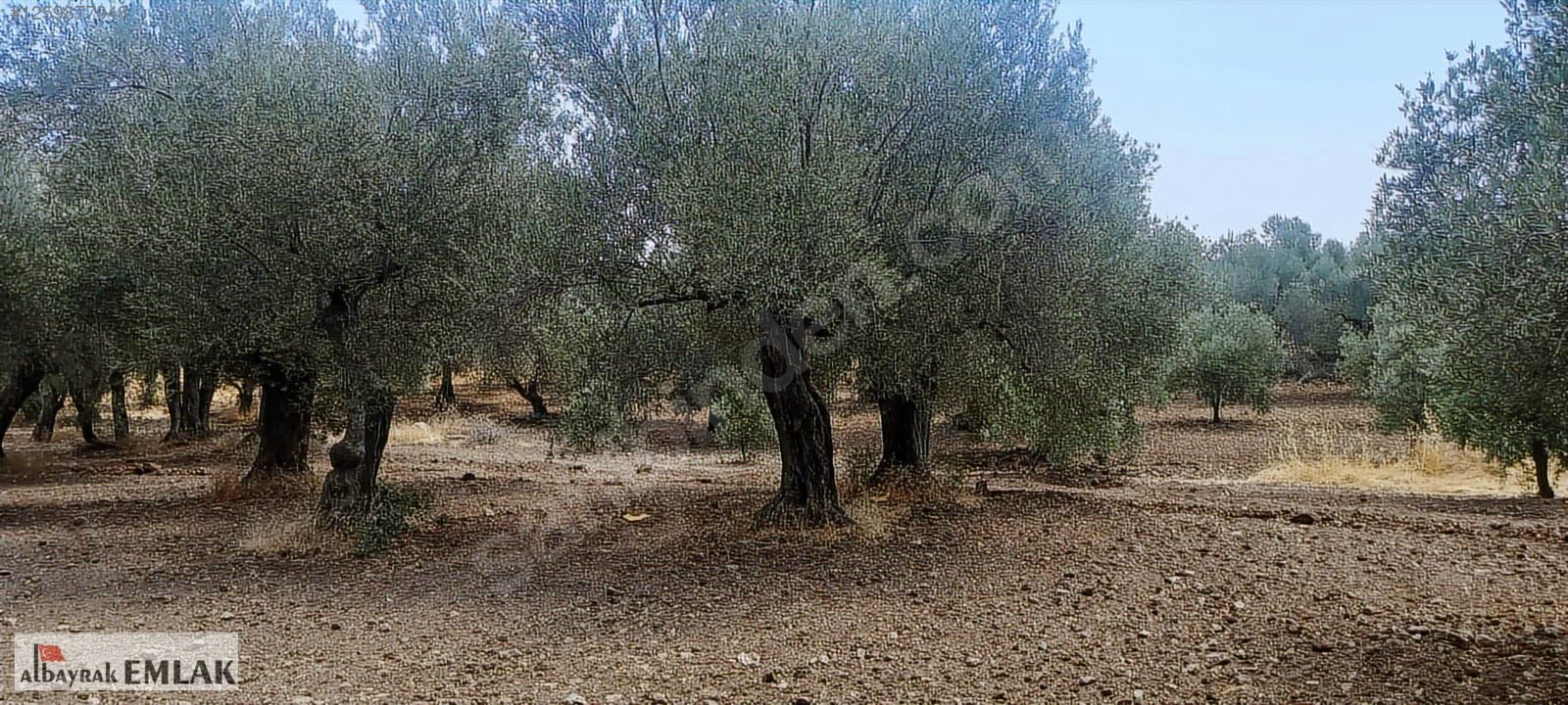MANİSA SARUHANLI DA SATILIK 3.800 M2 BAKIMLI ZEYTİNLİK 1.280.000 - MANİSA SARUHANLI fotoğraf 2