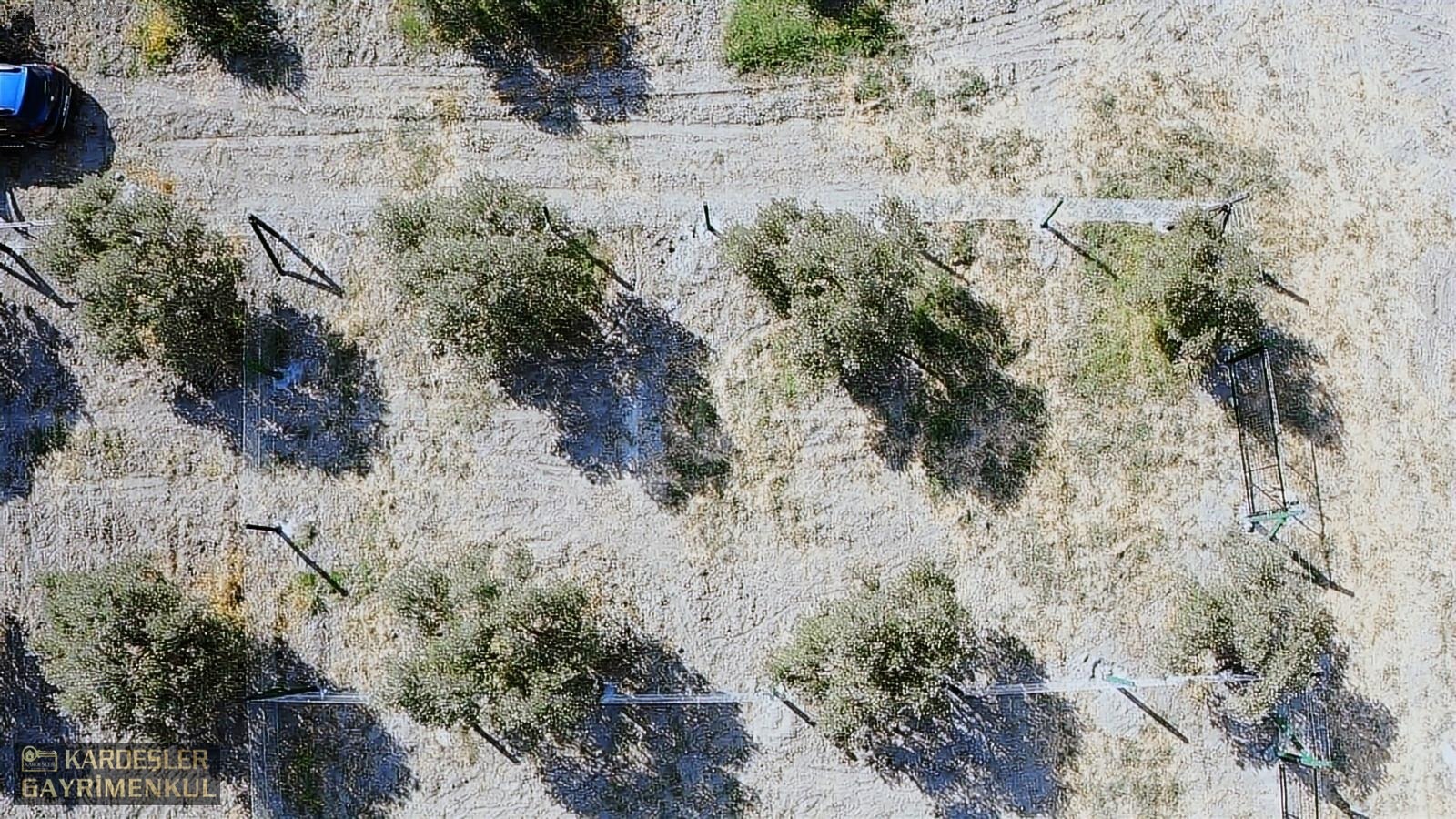 DAYIOĞLUNDA UYGUN FİYATLI SATILIK ZEYTİNLİ BAHÇE - MANİSA AKHİSAR fotoğraf 26