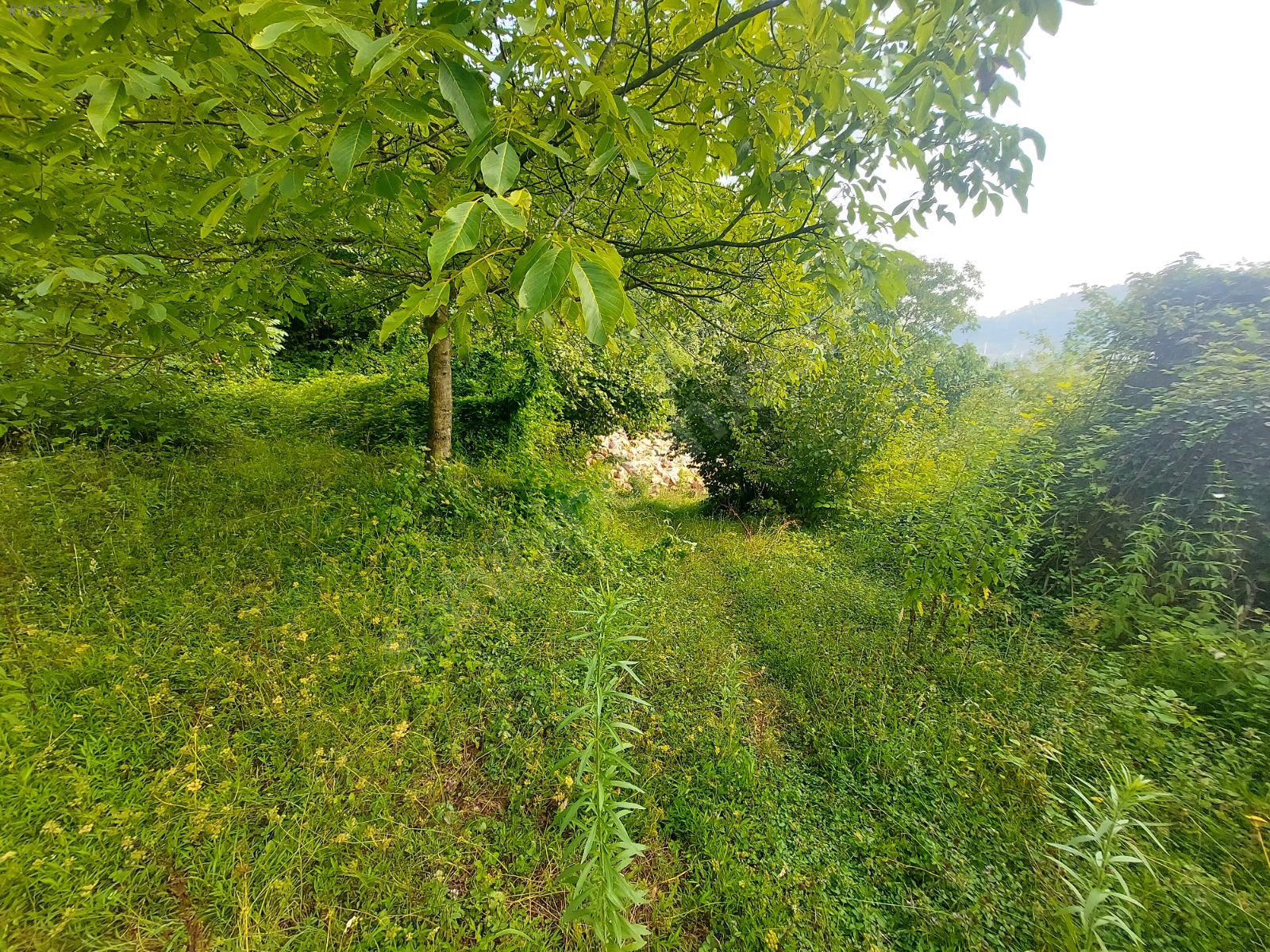 KORKMAZ EMLAK'TAN YUNUSLU KÖYÜNDE SATILIK FINDIK BAHÇESİ - GİRESUN BULANCAK fotoğraf 2