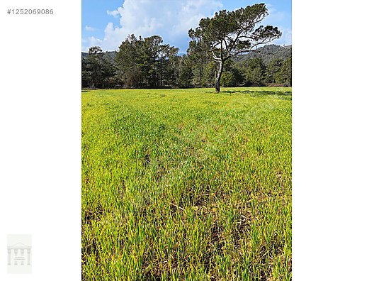 TELMESSOS GAYRİMENKUL DEN ÇALTIÖZÜ RIZAİ TAKSİMLİ 1.152 m2 TARLA - MUĞLA SEYDİKEMER fotoğraf 2