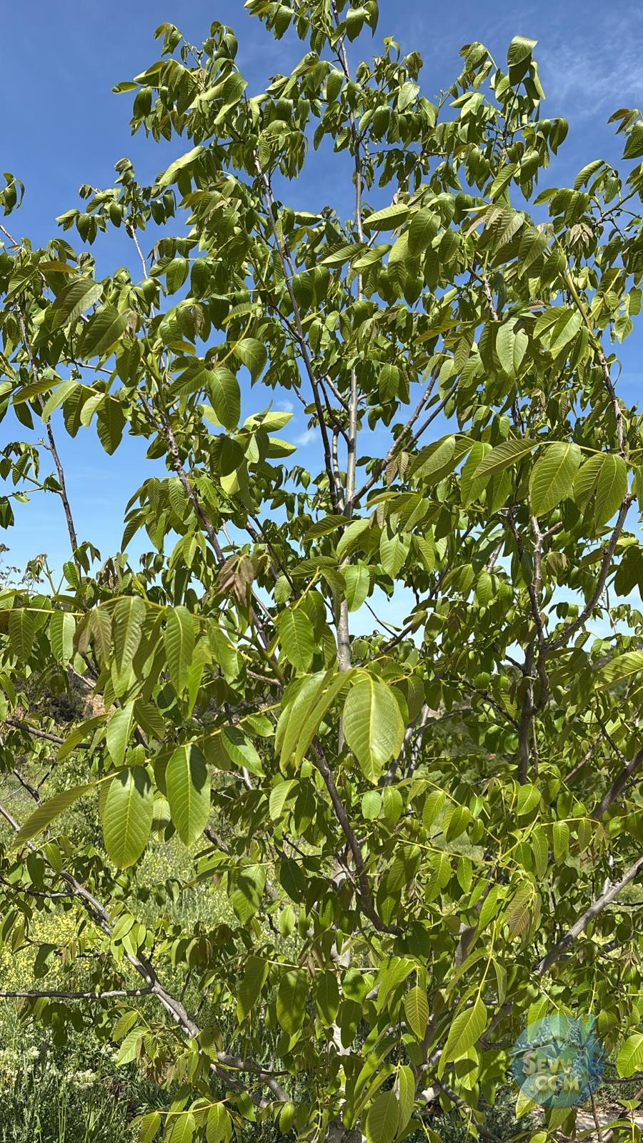 AĞLASUN ÇANAKLI KÖYÜNDE SATILIK CEVİZLİK - Burdur Ağlasun fotoğraf 2