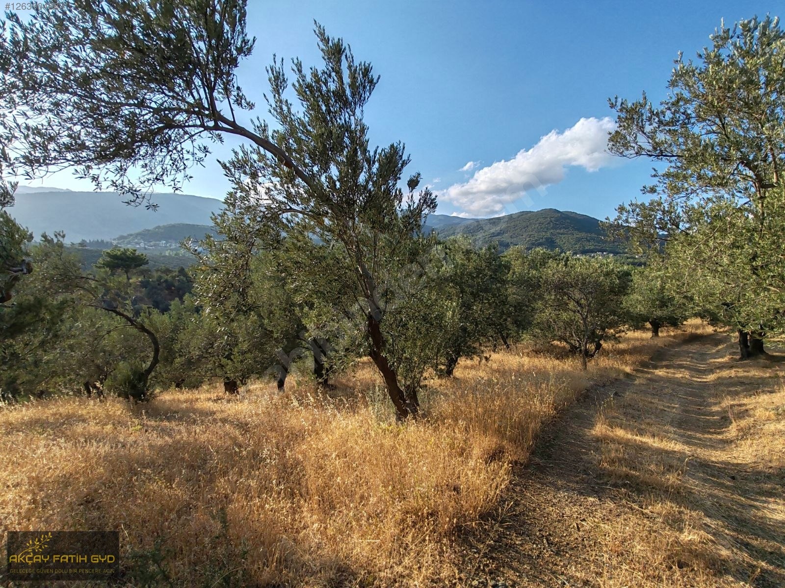 Zeytinli de 8.5 Dönüm SATILIK Zeytinlik - BALIKESİR EDREMİT fotoğraf 26