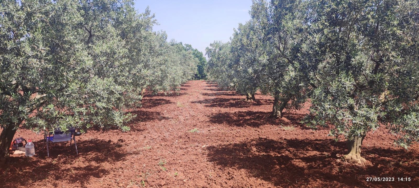 BURSA KARACABEY KARASU KÖYÜNDE 6.100  M² BAĞ SATILIKTIR - BURSA KARACABEY fotoğraf 14