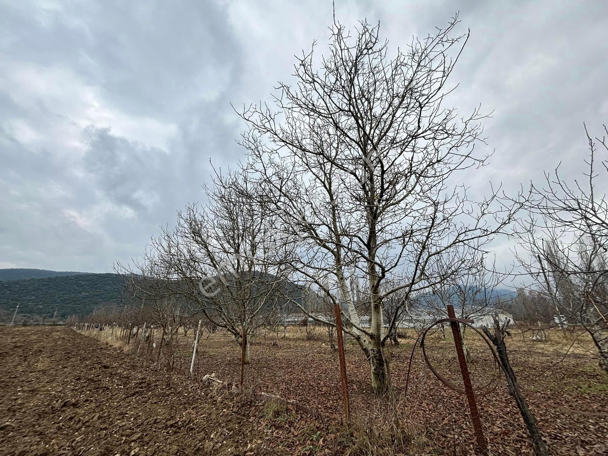 Burdur Ağlasun Hisarköy’de 4.400m2 Satılık Ceviz Bahçesi - BURDUR AĞLASUN fotoğraf 8