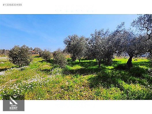 Kemalpaşa Ören Satılık Zeytinlik 1.230 m2 - İZMİR KEMALPAŞA fotoğraf 46