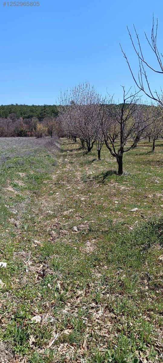 BURSA KELES MENTEŞE KÖYÜNDE  6.297  M² BAĞ SATILIKTIR - BURSA KELES fotoğraf 14