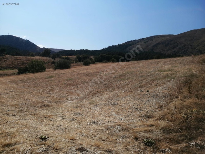 TAŞKESTİ EMLAKTAN 4384 M2 TARLA - BOLU MUDURNU fotoğraf 6