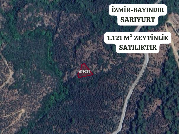 İZMİR BAYINDIR SARIYURT KÖYÜNDE 1.121 M² ZEYTİNLİK  SATILIKTIR - İZMİR BAYINDIR fotoğraf 2