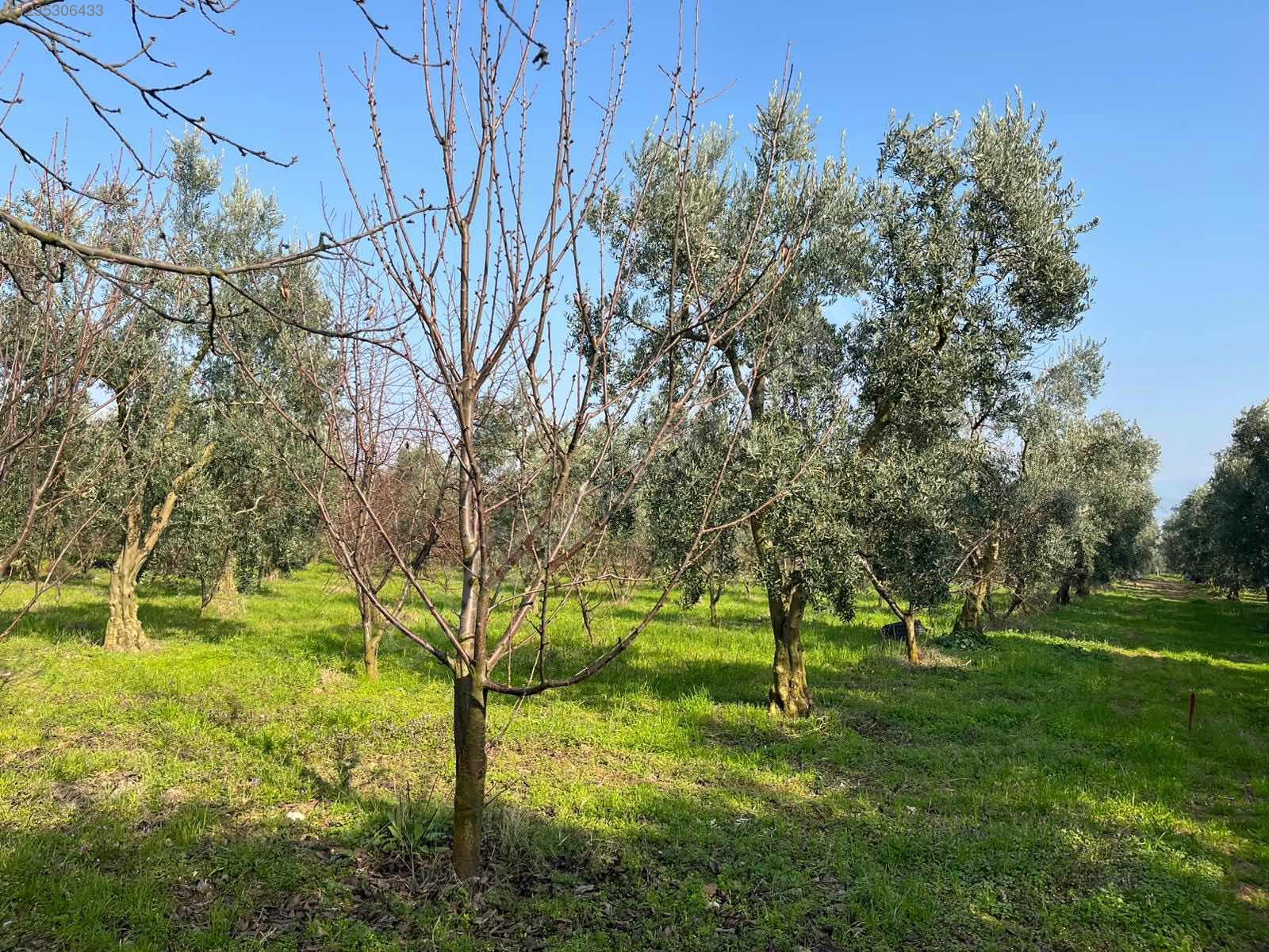 BURSA İZNİK ÖMERLİ MAHALLESİ'NDE  9.656 M² TARLAMIZ SATILIKTIR - BURSA İZNİK fotoğraf 8