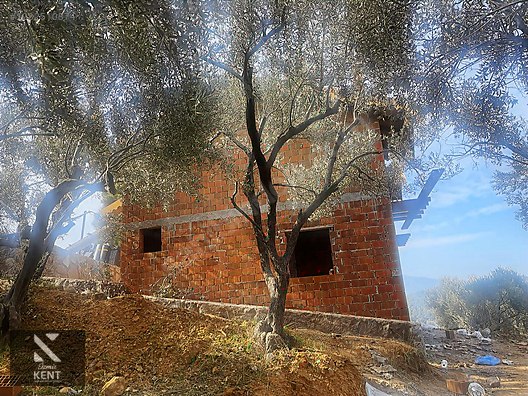 Kemalpaşa Aşağıkızılca Satılık 1758 M2 Tek Tapu Zeytinlik - İZMİR KEMALPAŞA fotoğraf 2