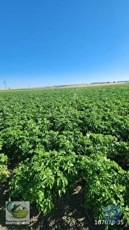 🚨 KÜTAHYA'DA ANAYOLA CEPHELİ 6.152 M² VERİMLİ TARLA 🚨 - KÜTAHYA MERKEZ fotoğraf 38