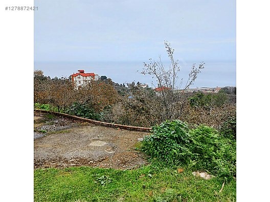 TİREBOLU KÖRLİMAN MAHALLESİNDE DENİZ MANZARALI SATILIK BAHÇE - GİRESUN TİREBOLU fotoğraf 3