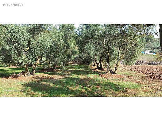 BURSA MUDANYA IŞIKLI  KÖYÜNDE 2.382 M² ZEYTİNLİK SATILIKTIR. - BURSA MUDANYA fotoğraf 6