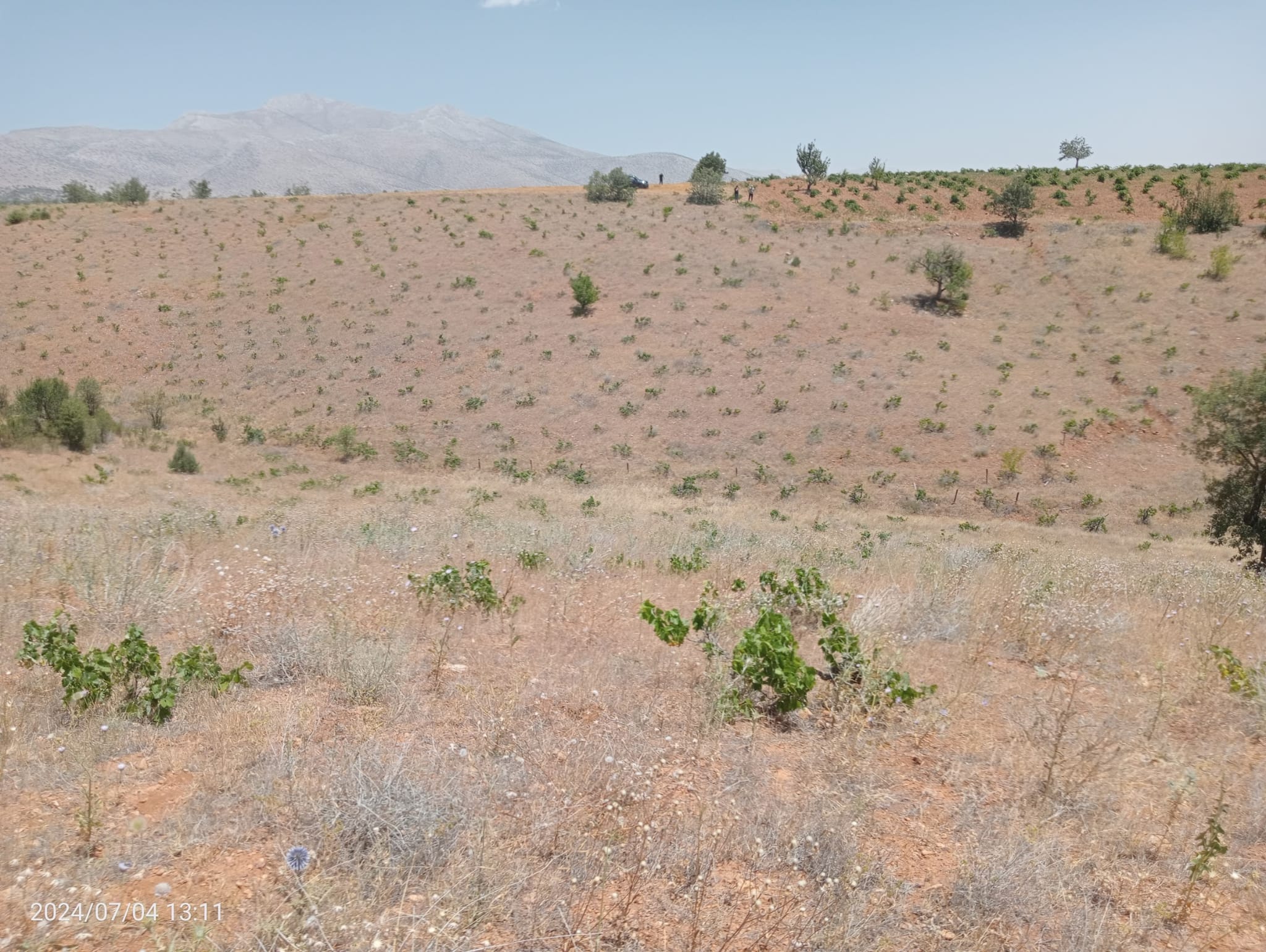 KARAMAN MERKEZ MURATDEDE KÖYÜNDE 5.746 M²  ÜZÜM BAĞI SATILIKTIR - KARAMAN MERKEZ fotoğraf 4