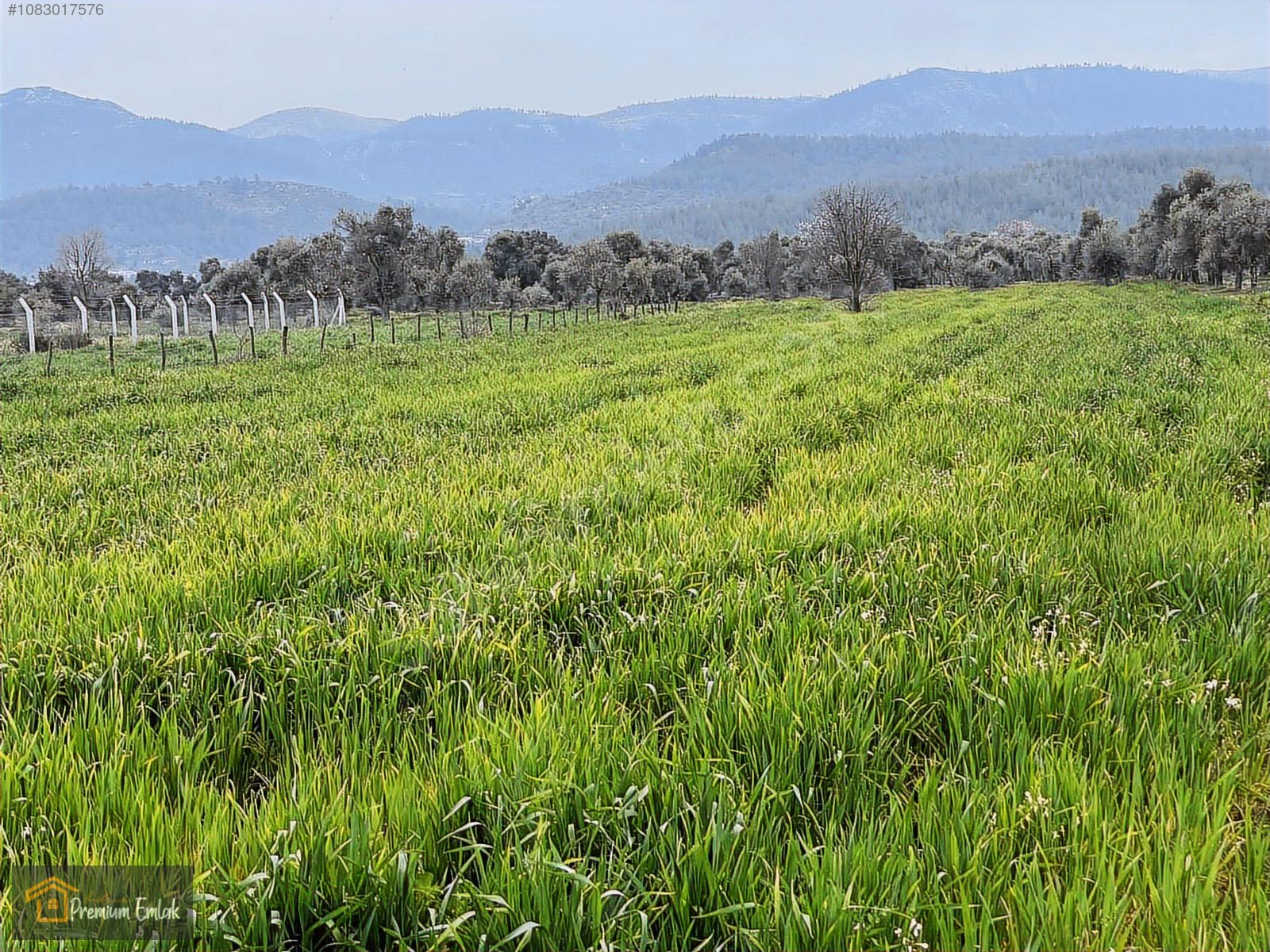 MİLAS KISIRLARDA 4.136 mt2 ZEYTİNLİ MUHTEŞEM TARLA - MUĞLA MİLAS fotoğraf 6