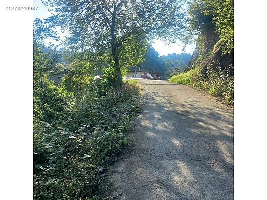 TİREBOLU YALÇ KÖTÜNDE SATILIK İÇİNDE EV OLAN FINDIK BAHÇESİ - GİRESUN TİREBOLU fotoğraf 5