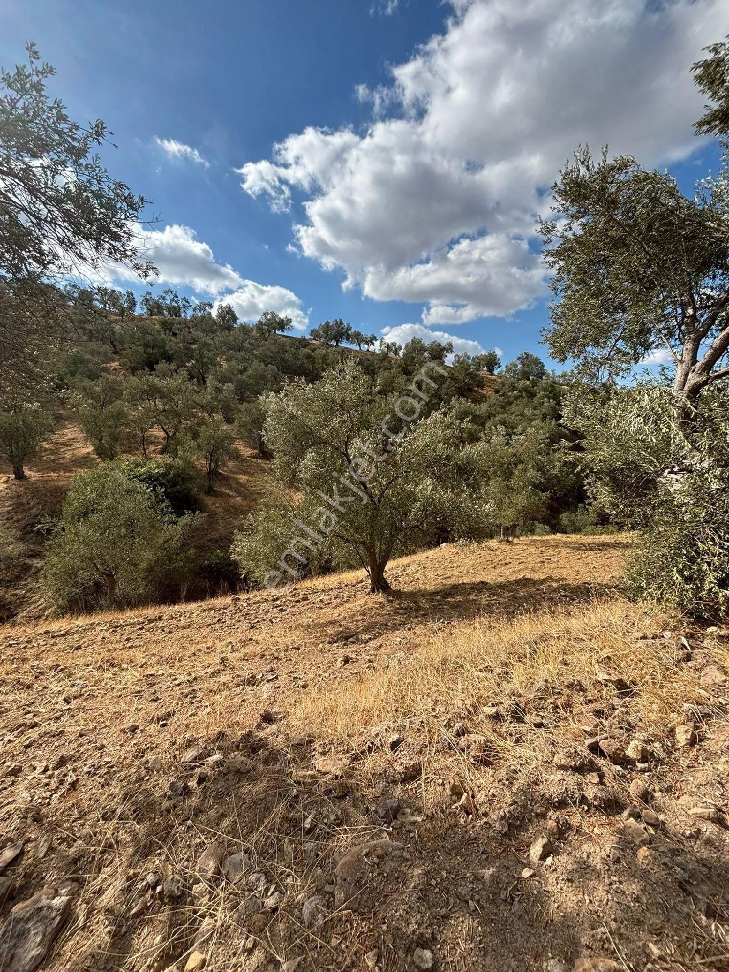 Balıkesir Burhaniye Bahadırlı'da Satılık Zeytinlik - BALIKESİR BURHANİYE fotoğraf 15