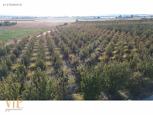VİP GAYRİMENKUL'den BAYRALAR MAH. 29.648 m² ELMA-ARMUT BAHÇESİ - ANTALYA ELMALI fotoğraf 19