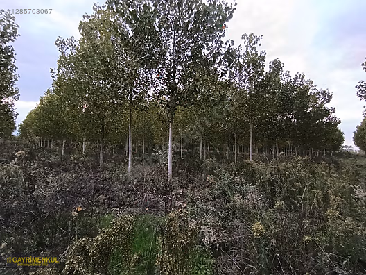 YATIRIM FIRSATI! ERENLER/ŞEYHKÖY MAH. 24.620 M² - SAKARYA ERENLER fotoğraf 33