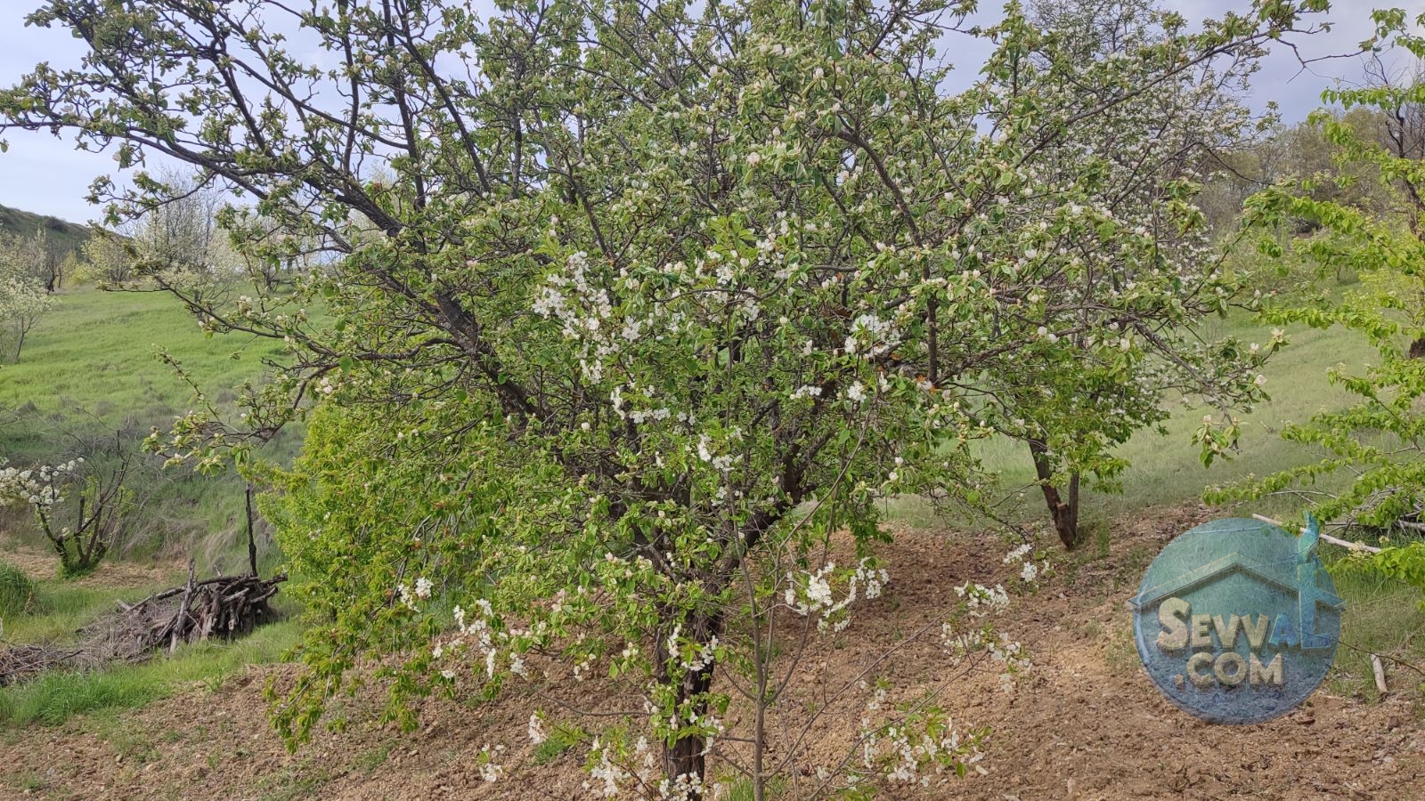 Satılık 579m² Meyve Bahçesi (Kütahya/Şaphane Karaağıl Mah.) - Kütahya Şaphane fotoğraf 21
