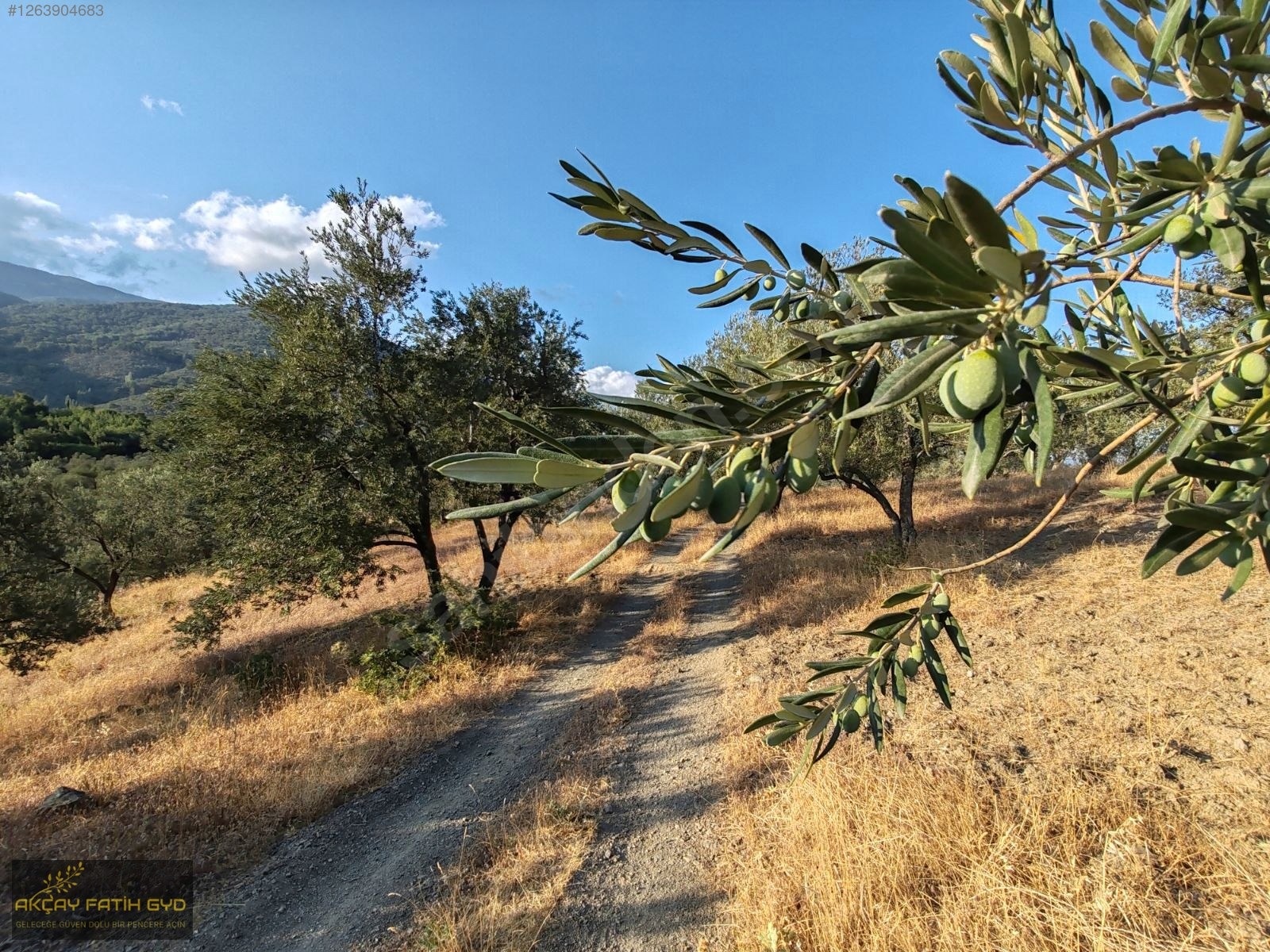 Zeytinli de 8.5 Dönüm SATILIK Zeytinlik - BALIKESİR EDREMİT fotoğraf 13