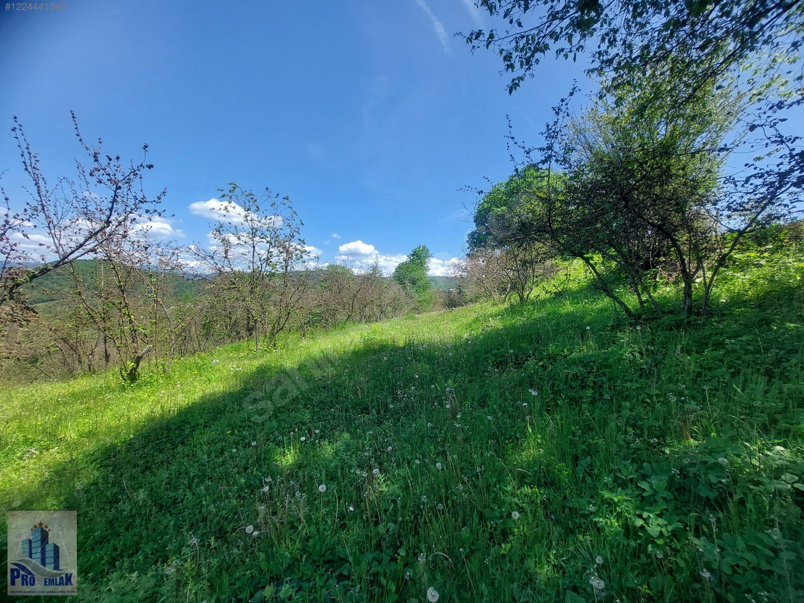 DÜZCE KAYNAŞLI BIÇKIYANI KONUT YAPILABİLİR 5009 M2 FINDIKLIK - DÜZCE KAYNAŞLI fotoğraf 4