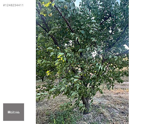 MUT - SİLİFKE KARAYOLUNA 250 M MESAFEDE SATILIK BAHÇE - MERSİN MUT fotoğraf 14